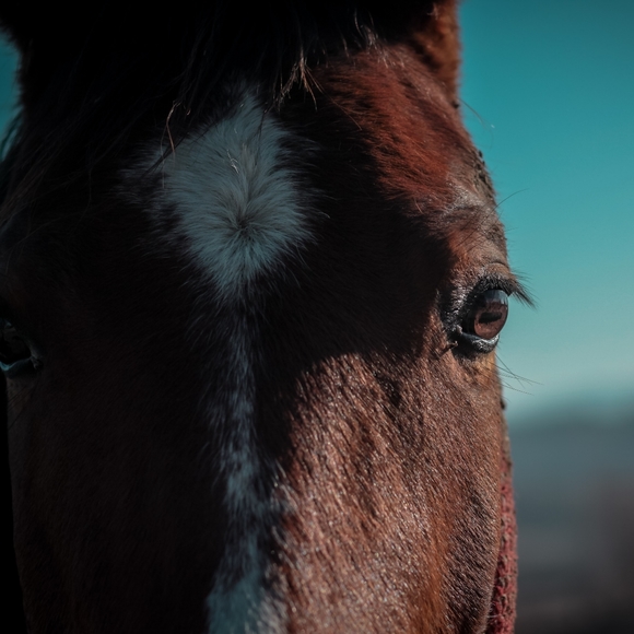 Meet your Posher, Brad - Picture 1 of 2